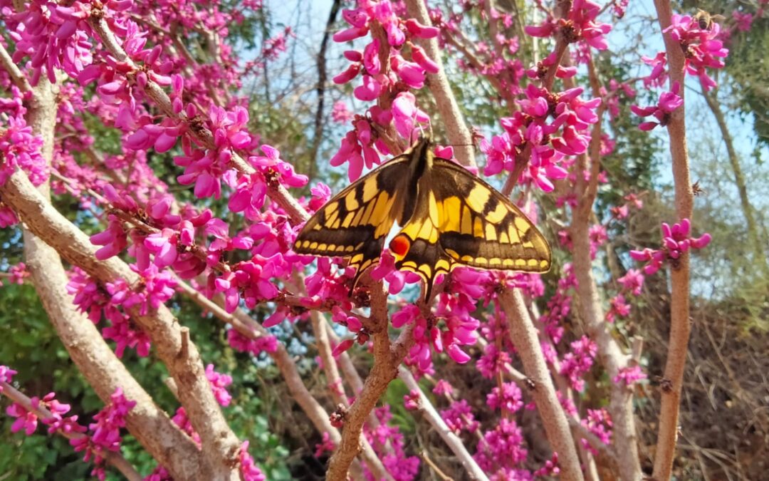 Espadan jardín botánico despierta del letargo invernal